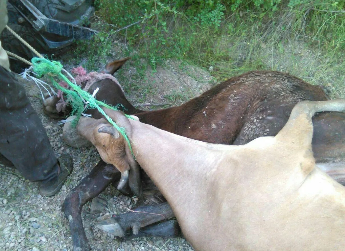 خبر تکان‌دهنده؛ برخی دامداری‌های تهران به تب برفکی آلوده شدند