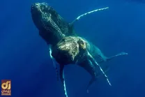 نهنگ‌های نر با هم رابطه جنسی برقرار می‌کنند؟