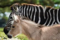 (تصاویر) زونکی؛ حیوان عقیمی که محصول جفت‌گیری گورخر و الاغ است