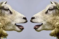 چگونه «پاچه گوسفند ۱۶۰۰ ساله ایرانی» رازهای تاریخ را فاش کرد؟