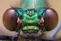 (عکس) دوشیزه سبز: شکار کمیاب کنار رودخانه!