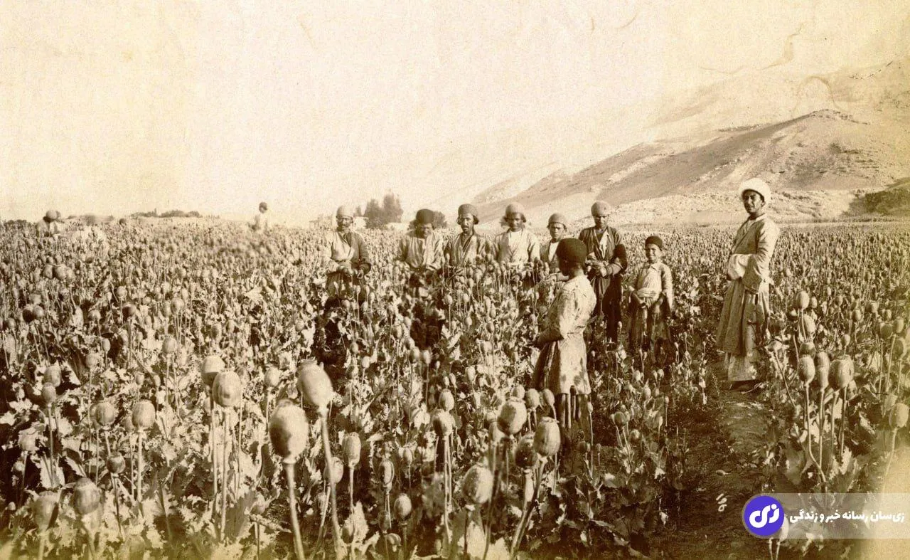 تصویری دیده نشده از مزرعه خشخاش در اطراف اصفهان