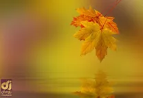 چرا رنگ برگ‌ها در پاییز زرد می‌شود؟