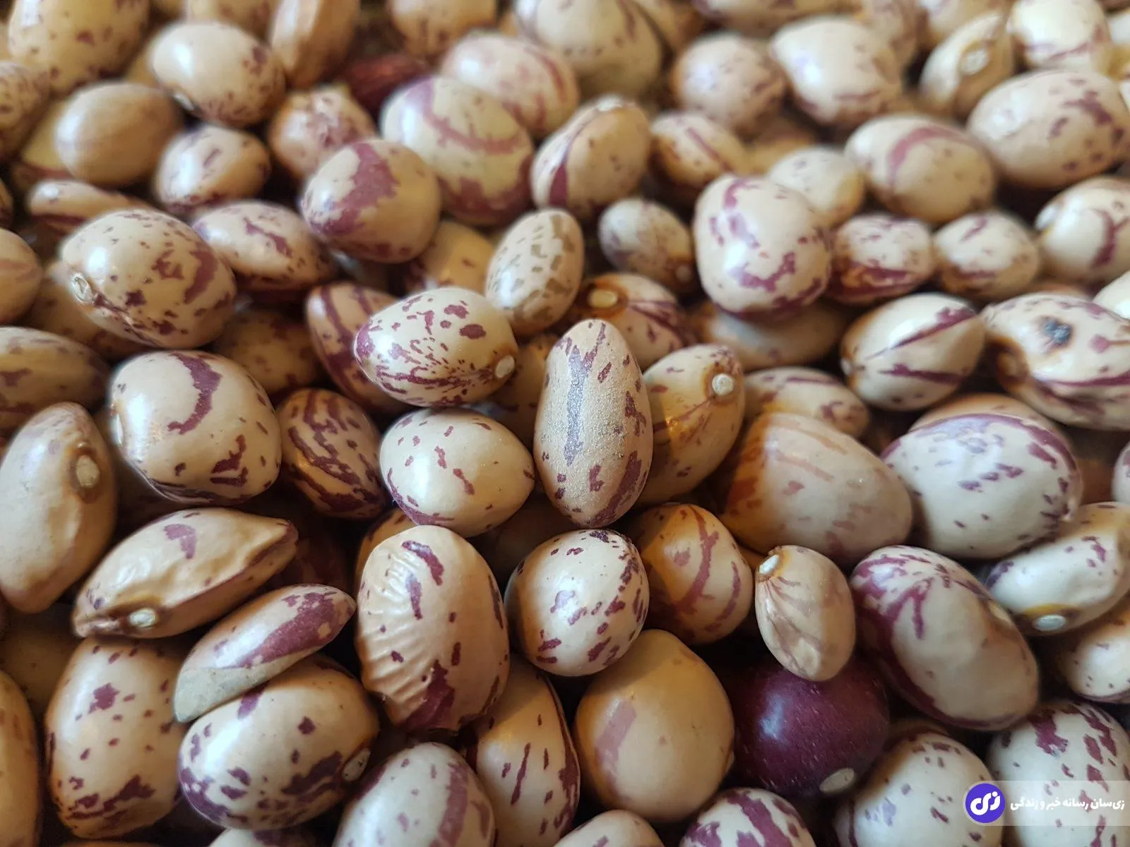 لوبیا را با دلار آمریکا بخرید و با پست به ایران بیاورید ارزان‌تر تمام می‌شود!