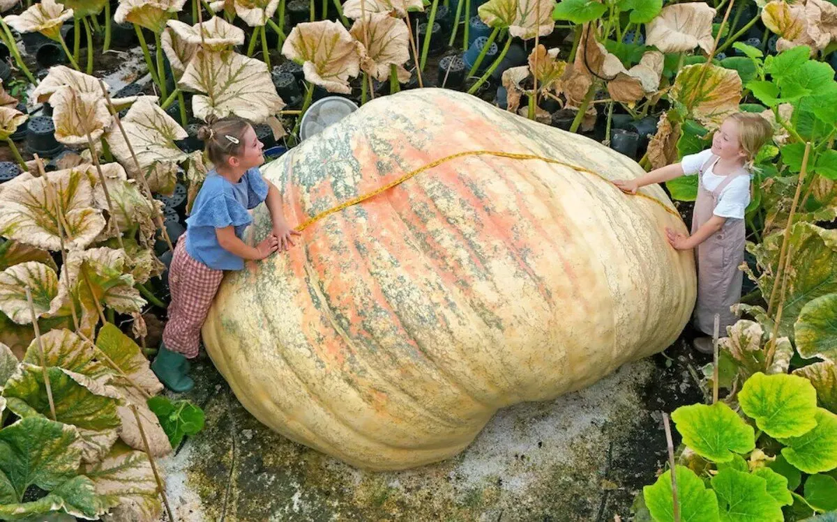 دوقلو‌هایی که بزرگترین کدو تنبل جهان را پرورش دادند + عکس