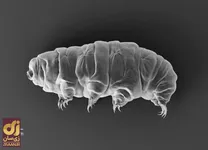 (تصویر) جان‌سخت‌ترین موجود زمین؛ یک خرس بسیار عجیب!