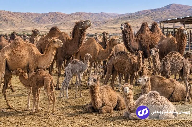 گوشت شتر گوشت شتر