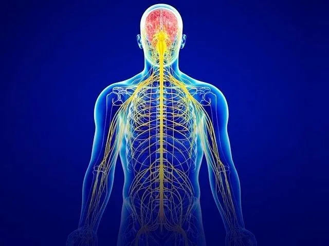 ویدئو| مدل سه‌بعدی از سیستم عصبی انسان