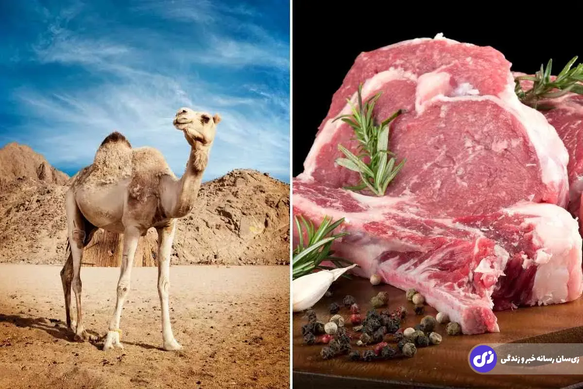 گوشت شتر گوشت شتر