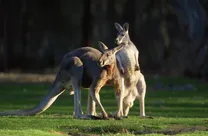 رمزگشایی از یک رفتار عجیب؛ چرا کانگورو‌ها عادت دارند سگ‌ها را در آب غرق کنند؟
