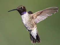 (ویدئو) پرواز حیرت‌انگیز کوچک‌ترین پرنده دنیا