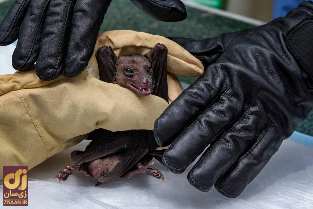 شیوع «ماربورگ»؛ از این بیماری ویروسی مرگبار چه می‌دانیم؟