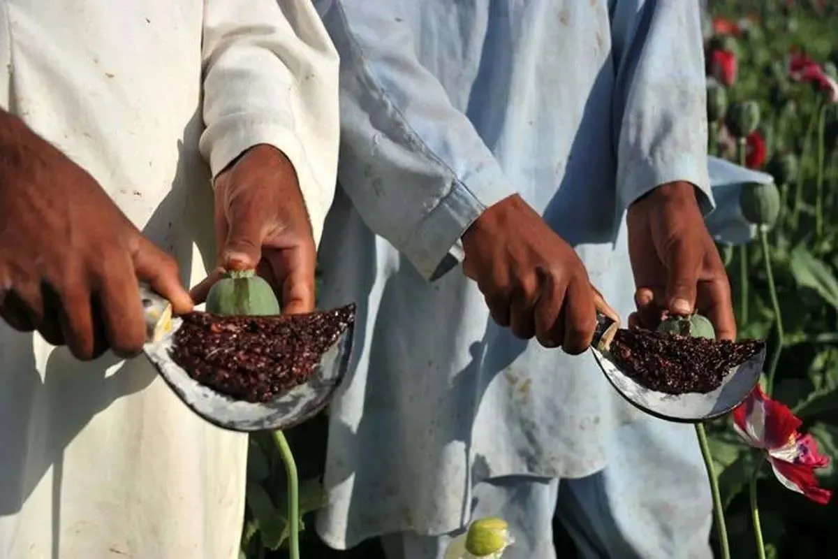 تریاک به شدت گران و کمیاب شد!