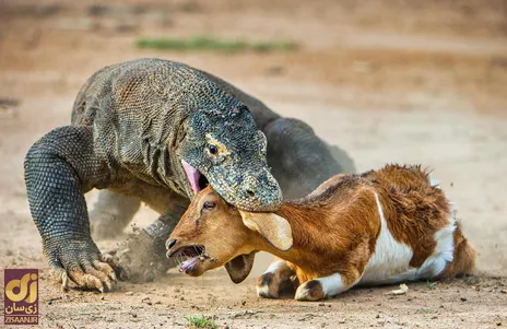 (ویدئو) محو کامل یک بز توسط اژد‌های کومودو