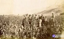 تصویری دیده نشده از مزرعه خشخاش در اطراف اصفهان