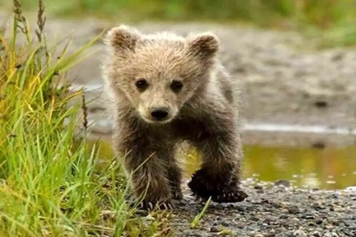 ردپای سرقت در ماجرای ناپدید شدن توله‌خرس پردیسان؟