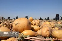 کاربرد عجیب پوست سیب‌زمینی