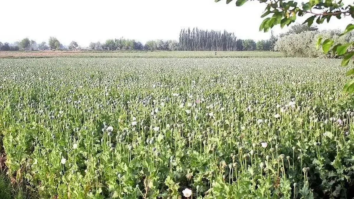 کِشت خشخاش در ایران قانونی شد