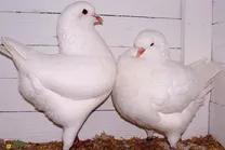 «شاه کبوتر»؛ کبوتری که شبیه مرغ است و در جنگ جهانی دوم پادشاهی می‌کرد!