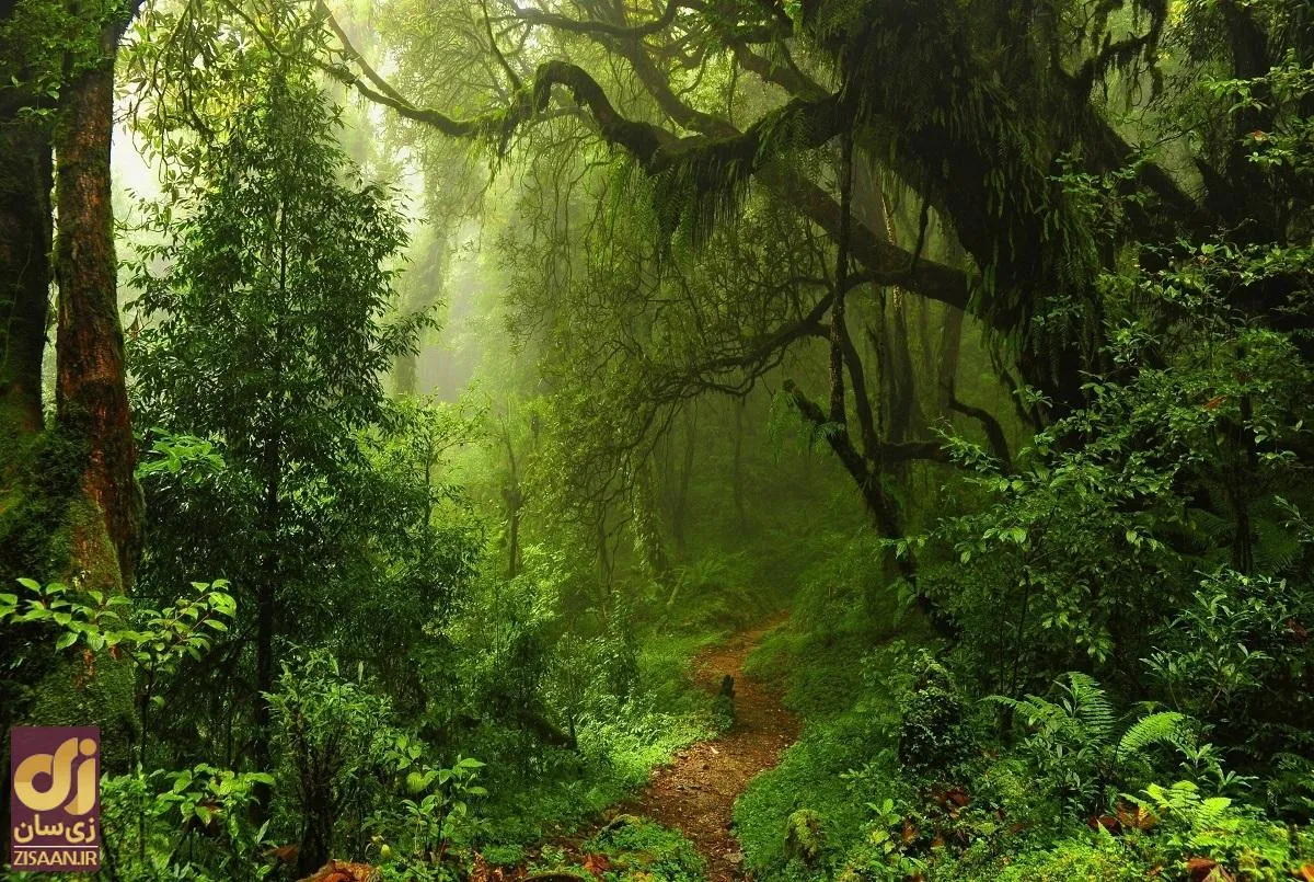 (ویدئو) کشف یک جنگل ۲۳ میلیون ساله در دل بقایای آتشفشانی