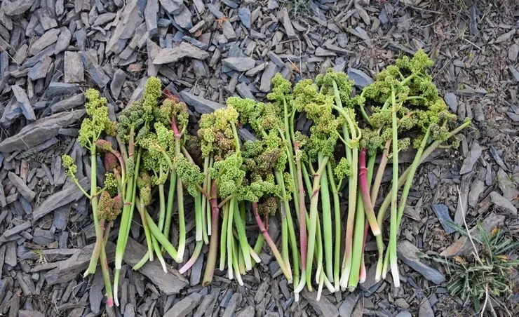 این افراد ریواس نخورند