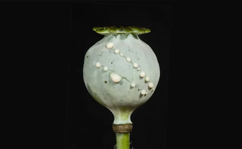 یارانه سنگین تریاک؛ دولت تریاک را کیلویی ۱۰۰۰ تومان می‌فروشد!