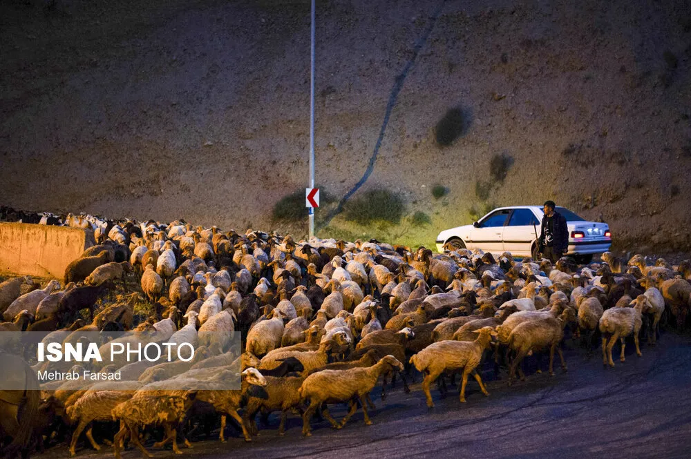 عبور گوسفندان از جاده چالوس عبور گوسفندان از جاده چالوس