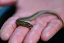 (تصاویر) ماهی عجیبی که شبیه موجودات فضایی است!