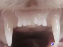 ژاپنی‌ها داروی رشد مجدد دندان را کشف کردند!