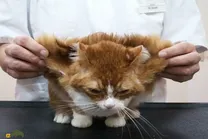 ماجرای گربه‌ بالدار کرمان چیست و چرا برخی گربه‌ها بال دارند؟