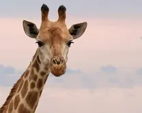 ویدئو| فیلمی عجیب از هندوانه خوردن یک زرافه؛ این حیوان به هندوانه لب نمی‌زند!