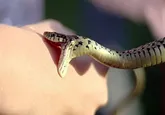 باید‌ها و نباید‌ها در برخورد با مارگزیدگی