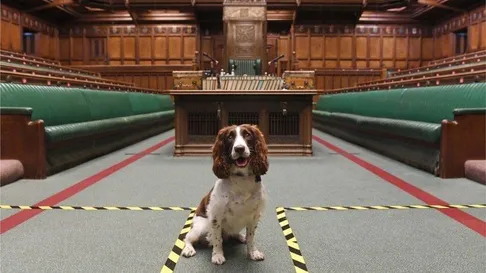 سگ خواب‌آلود در پارلمان بریتانیا خبرساز شد