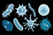 کشف موجودات جدیدی در روده و دهان انسان!