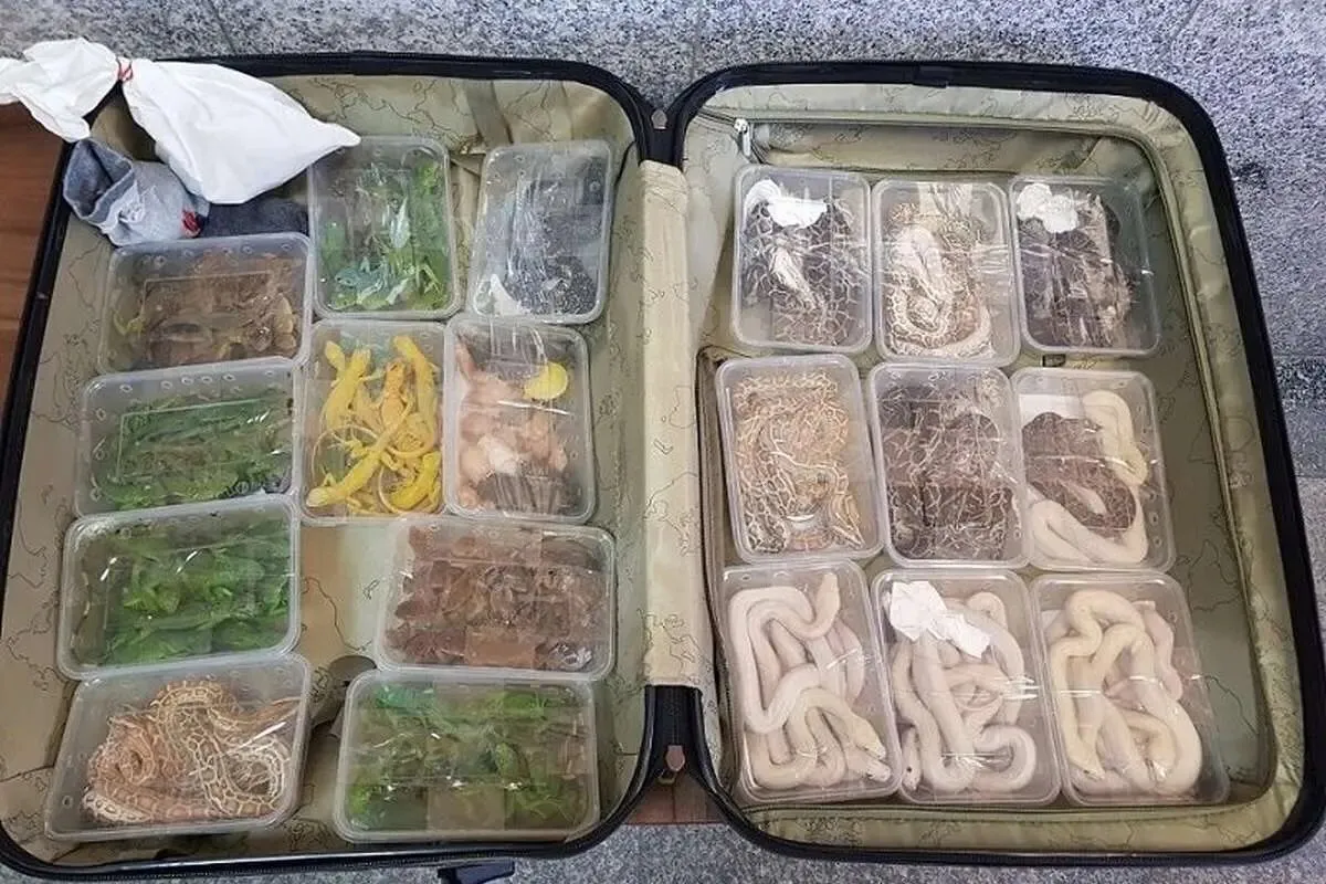 محموله عجیبی که در فرودگاه امام کشف و ضبط شد