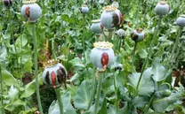 رشد مزارع خشخاش ایران؛ نقشه تولید مواد مخدر در منطقه در حال تغییر است؟