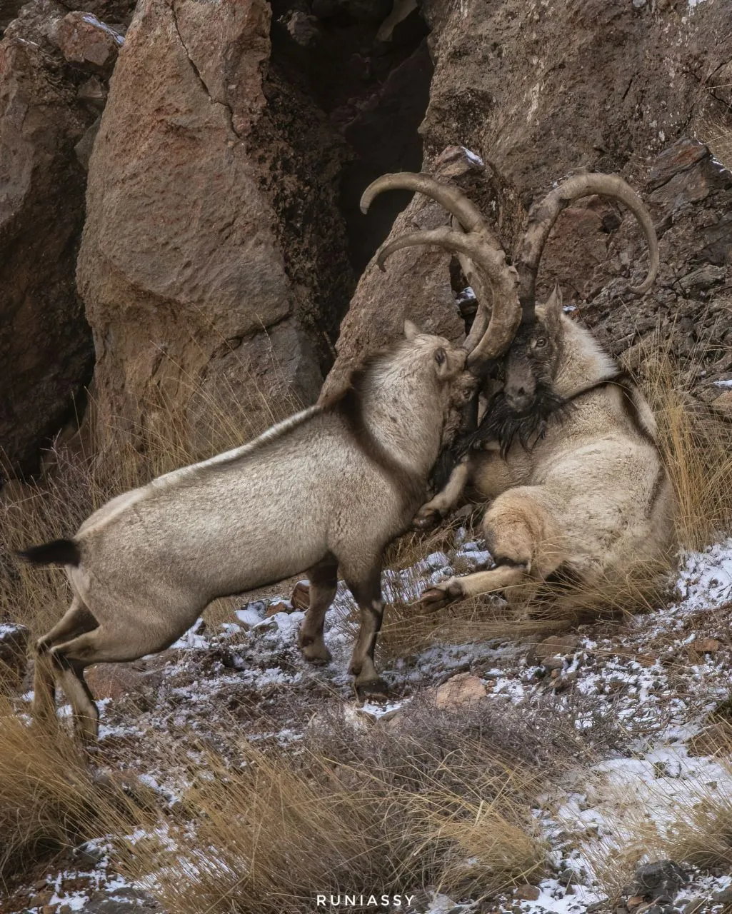 نزاع کل و بز نزاع کل و بز
