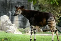 (تصاویر) اوکاپی؛ آیا این حیوان عجیب حاصل جفت‌گیری اجباری زرافه و گورخر است؟!