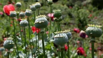 جزئیات تازه درباره کشت قانونی خشخاش در ایران