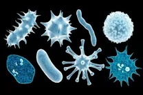 کشف موجودات جدیدی در روده و دهان انسان!