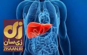 چگونه کبد خود را سالم نگه داریم؟