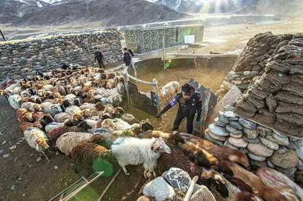 آگهی استخدامی که محبوب شد؛ چوپانی در دمای منفی ۳۰ درجه با حقوق ماهی ۲۰۰ میلیون تومان!