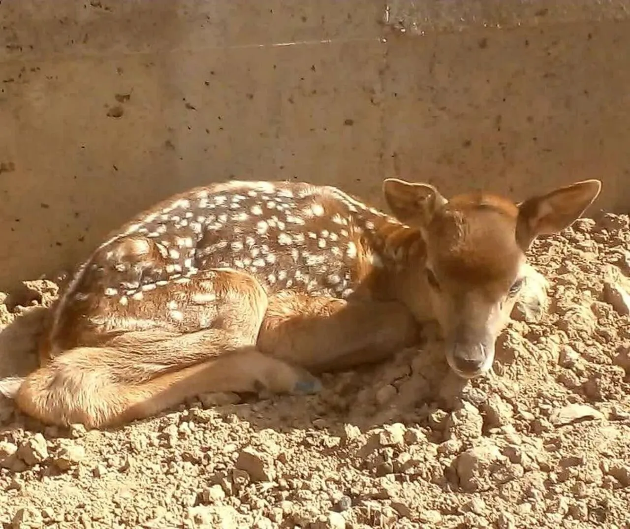 ماجرای کلیپ «ذبح گوزن زرد در مراسم اربعین» چیست؟