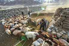 آگهی استخدامی که محبوب شد؛ چوپانی در دمای منفی ۳۰ درجه با حقوق ماهی ۲۰۰ میلیون تومان!