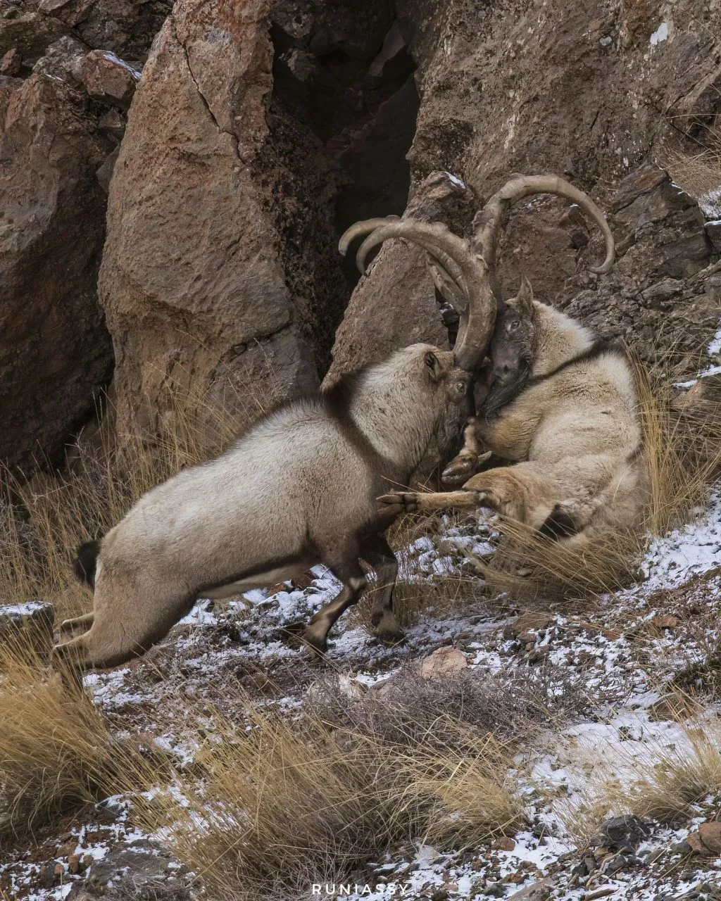 نزاع کل و بز نزاع کل و بز
