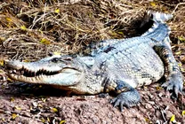 یک مورد نادر و باورنکردنی؛ تمساح باکره بچه‌دار شد!