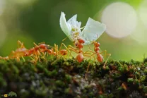 تعداد مورچه‌های جهان مشخص شد؛ چند مورچه در سیاره زمین زندگی می‌کنند؟