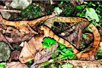 (عکس) کشف اتفاقی یک گونه جدید از مار!