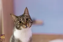 (ویدئو) لحظاتی از زاویه دید گربه را ببینید