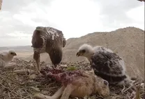 (ویدئو) صحنه‌ای شگفت انگیز از زاگرس؛ عقاب به جوجه‌هایش خرگوش می‌دهد